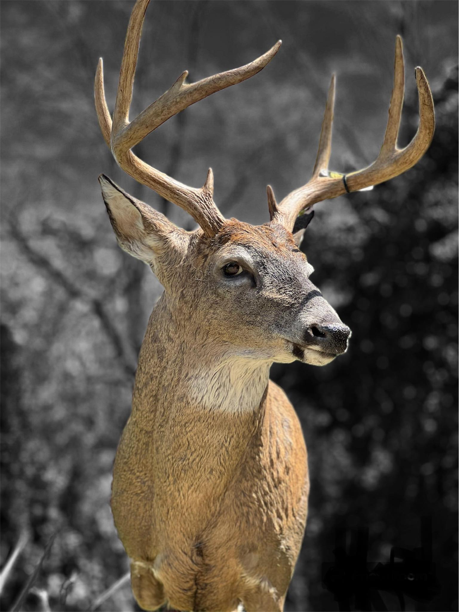 Buck Taxidermy