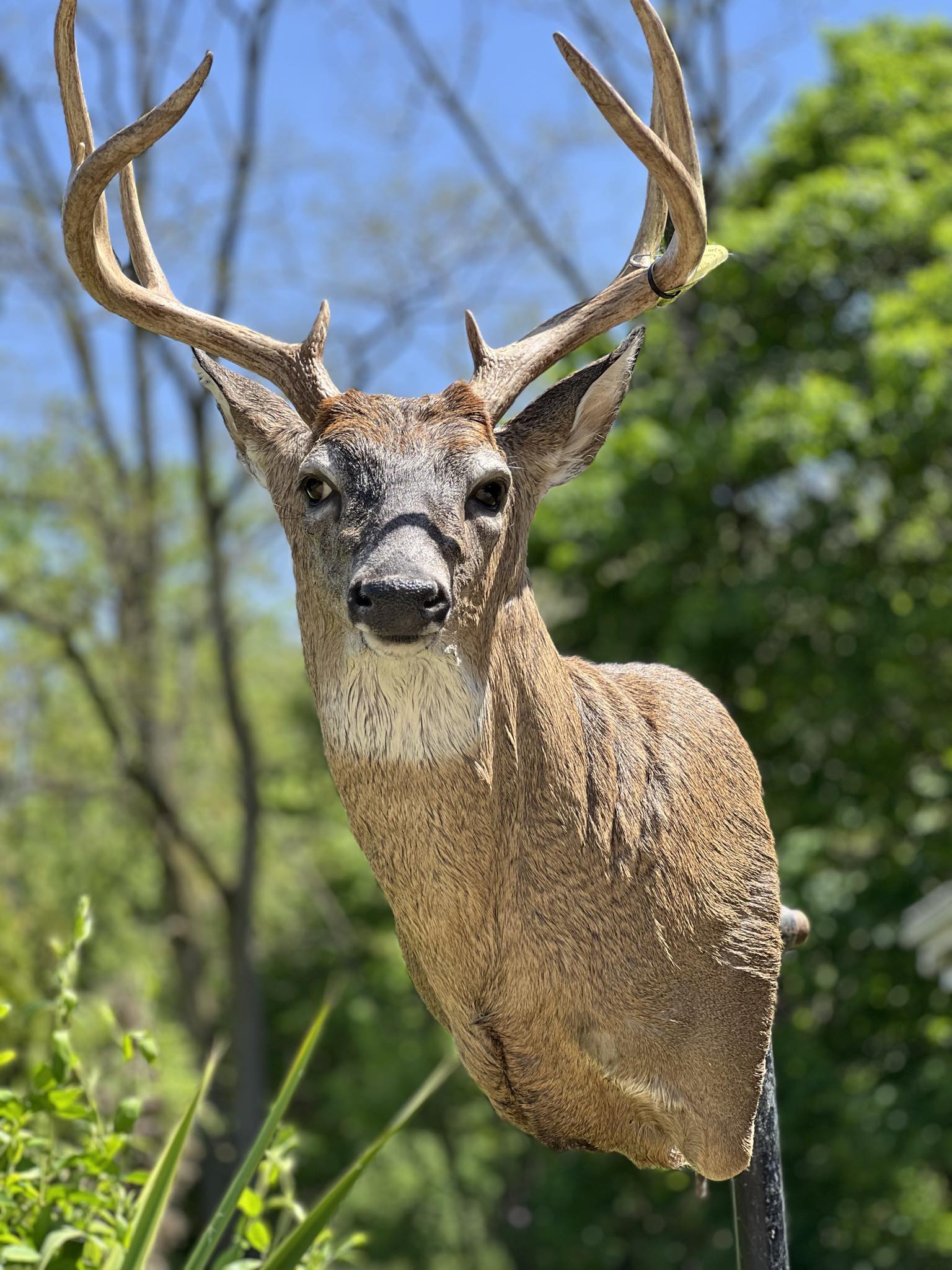 Buck Taxidermy