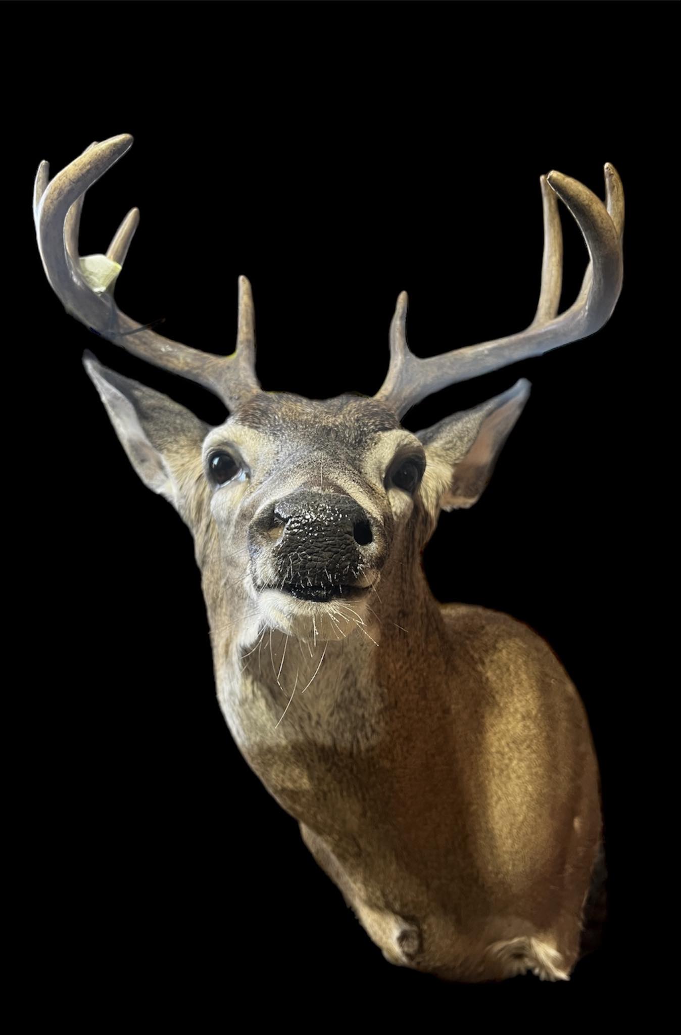 Buck Taxidermy