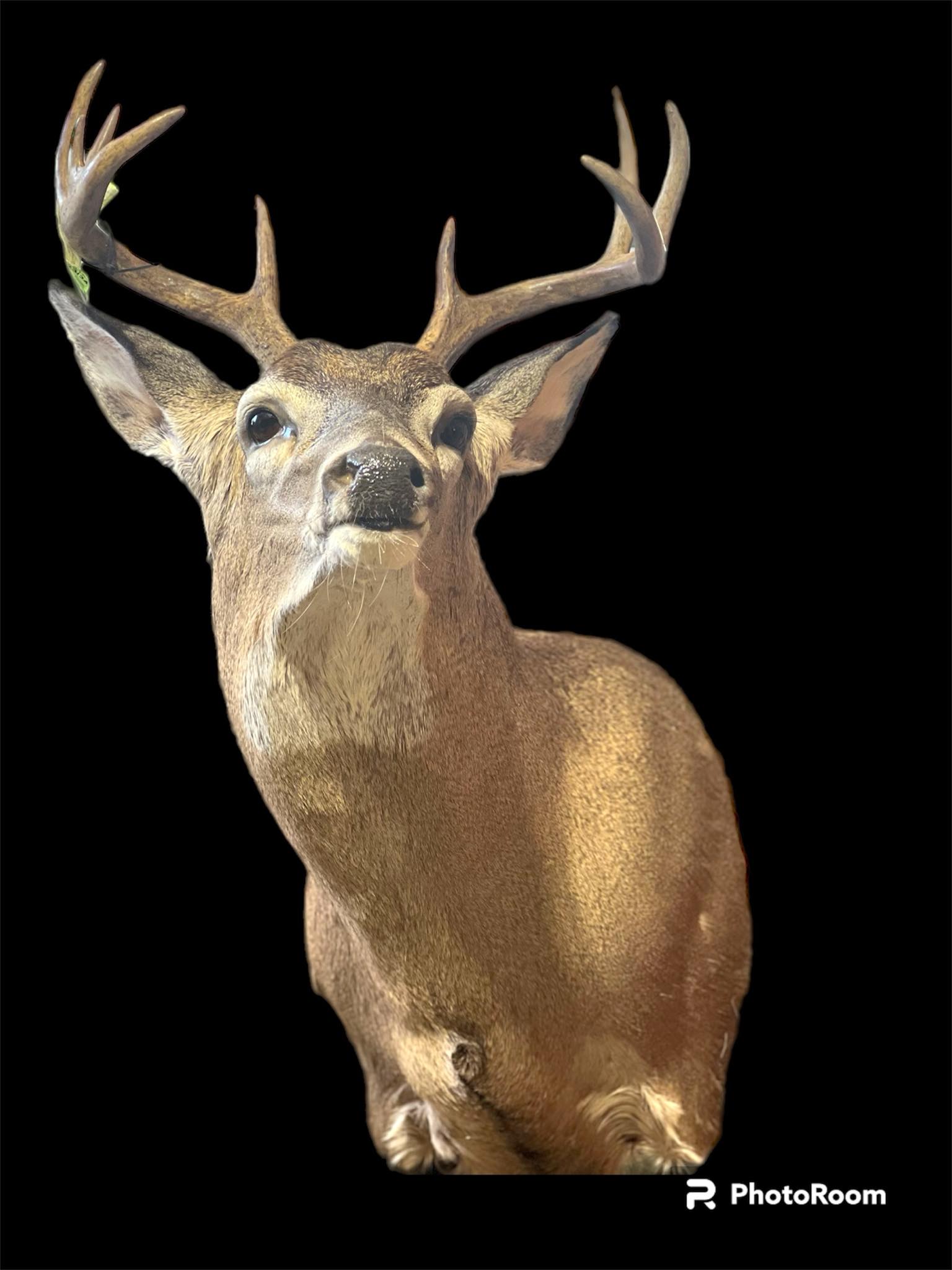 Buck Taxidermy