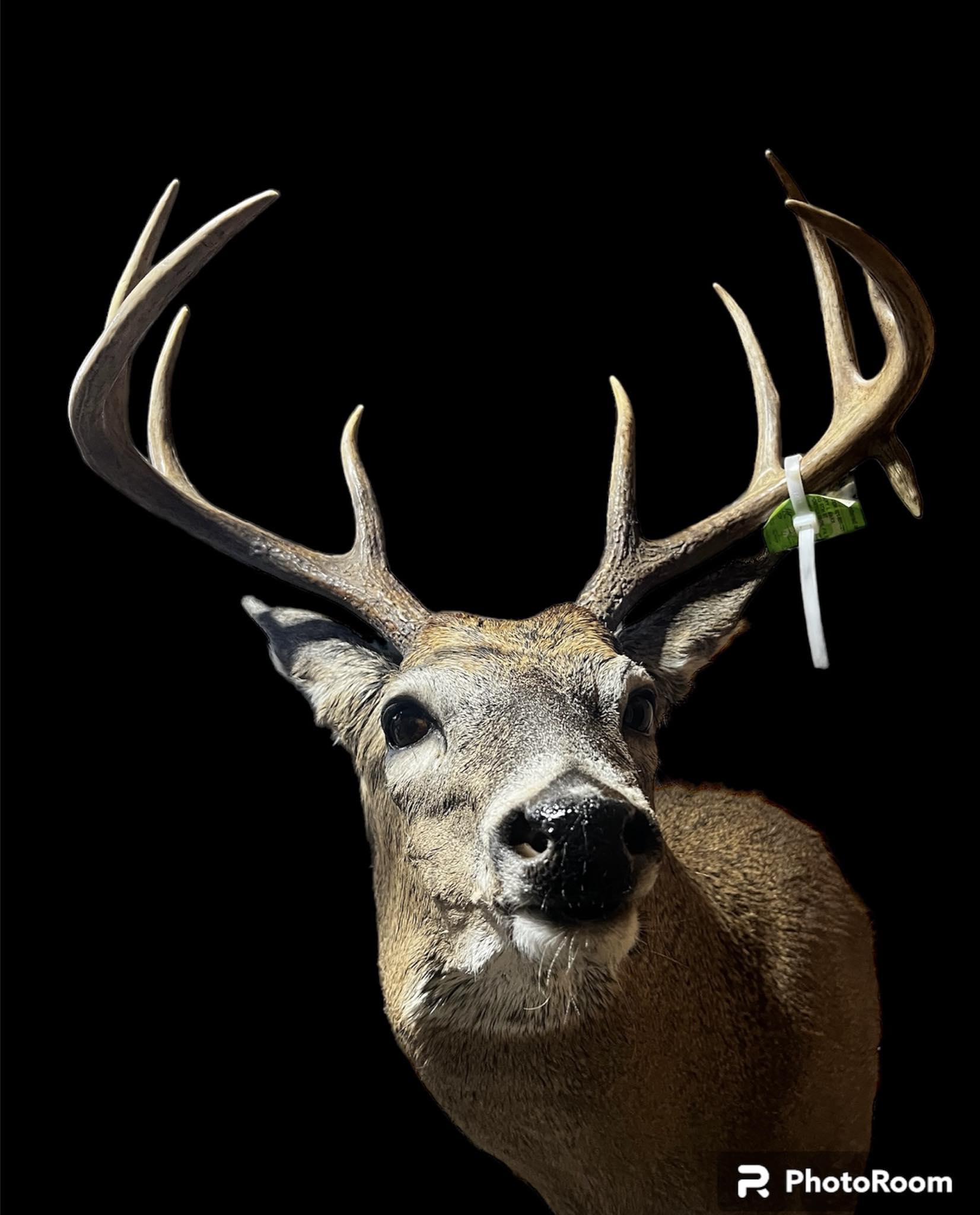 Buck Taxidermy