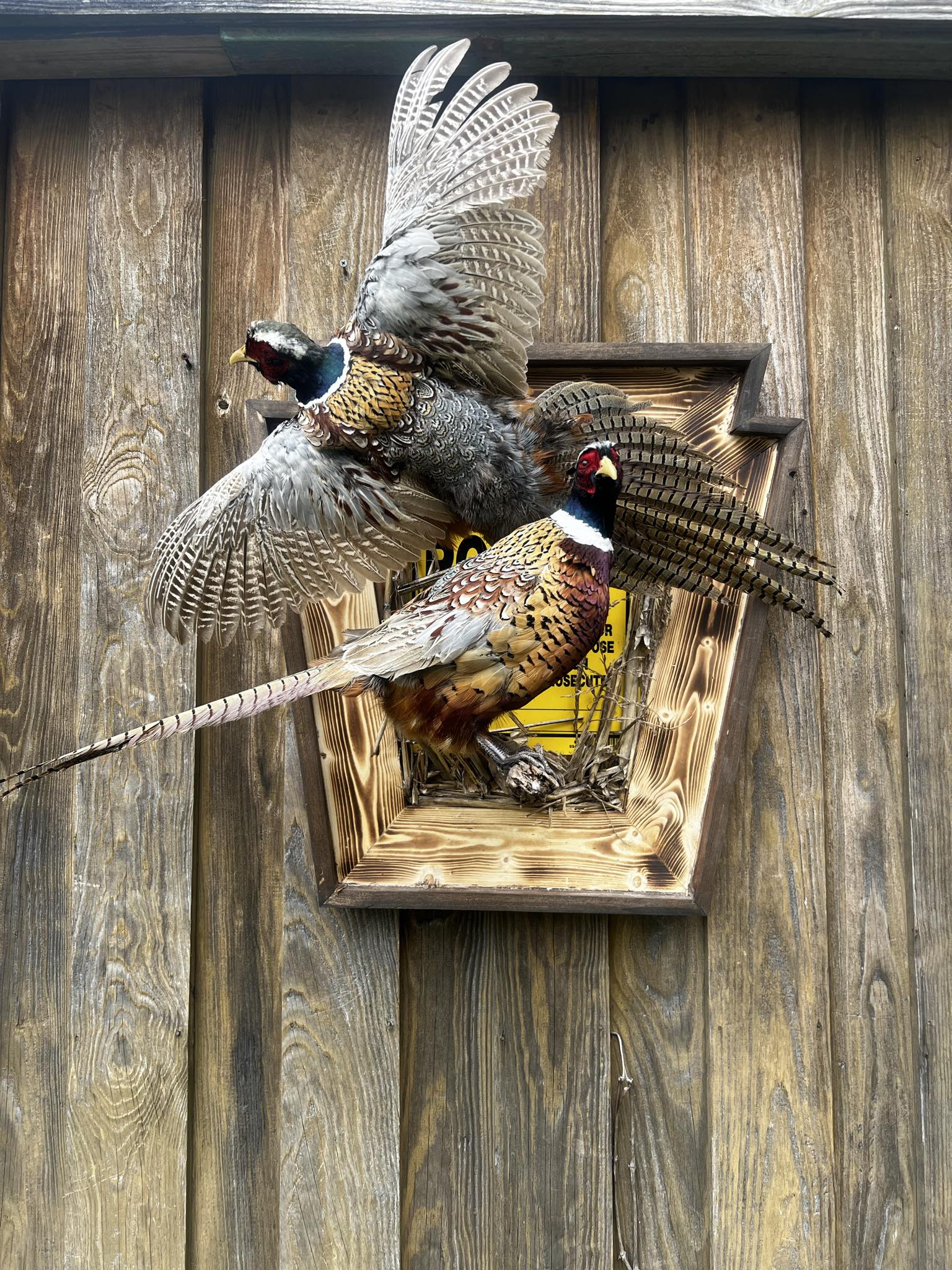 Double Pheasant Mount