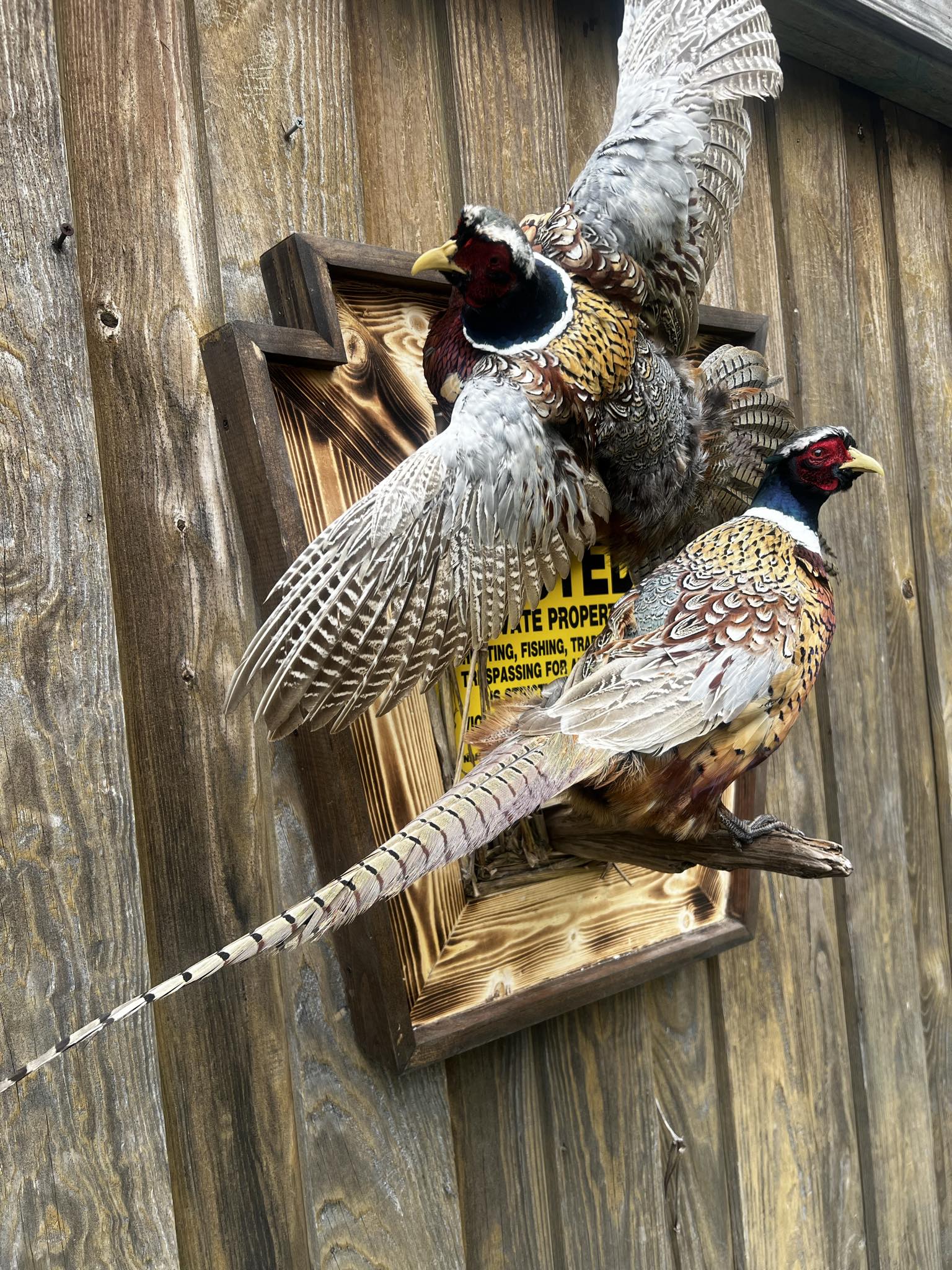 Double Pheasant Mount