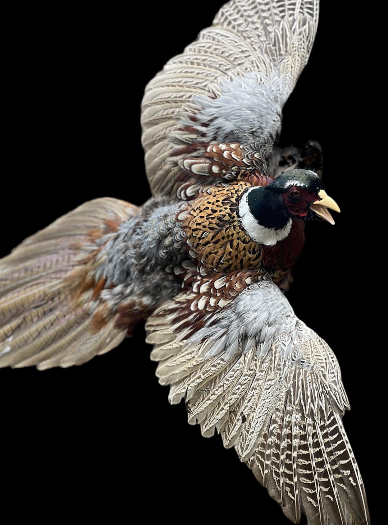 Pheasant Taxidermy